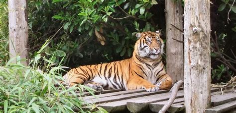 Sumatran Tiger 1 Owen Bridson Flickr