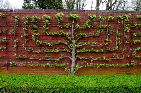 Espalier Fruit Trees Ideas To Pack Big Fruit Harvests Into Small