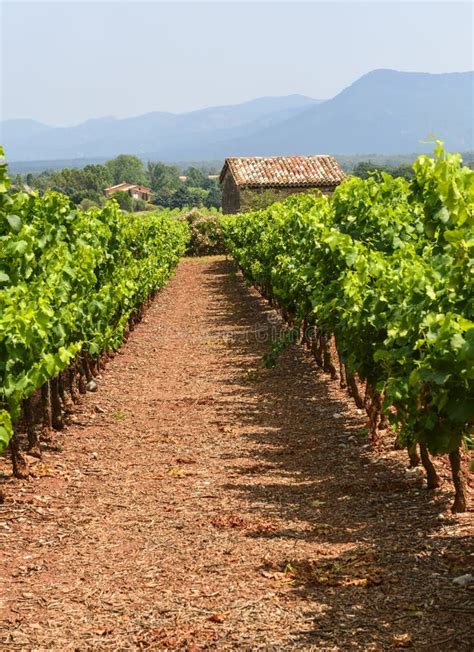 Vineyards In Var Provence Stock Photo Image Of Vineyard Vine 37830906