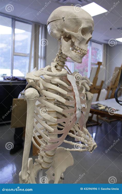 Human Skeleton Anatomical Model Stock Photo Image Of Bones Skelleton