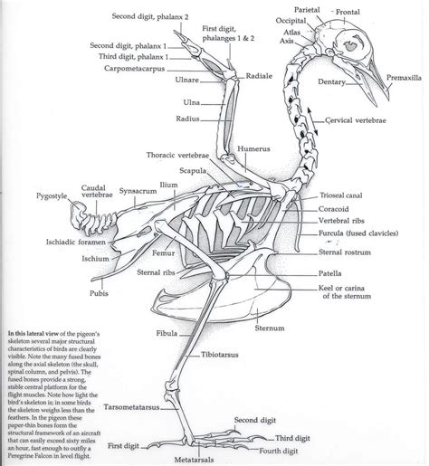 Eagle Avian Skeleton Dinosaure Anatomie