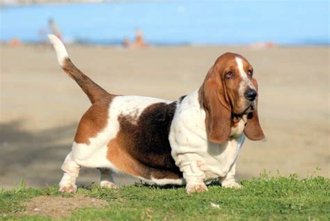 Basset Hound Weight Growth Curve And Average Weights