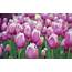 Nature Pink Tulips 2560x1600 Wallpaper High Quality WallpapersHigh 