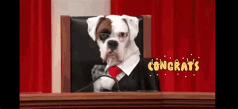 Congrats Congratulations  Congrats Congratulations Dog Discover