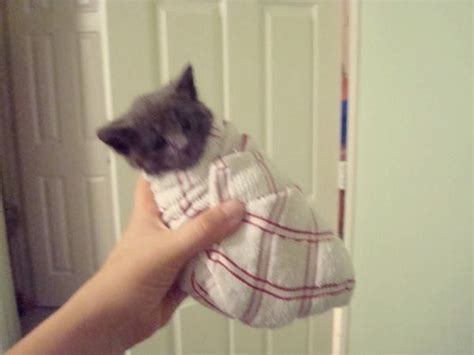 I Need To Try This On My Cat Omggg Kittens Cutest Cool Pets Kittens