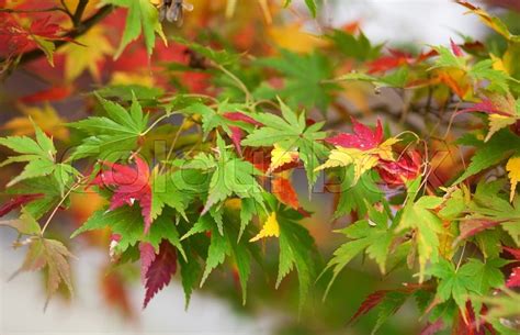 Colorful Japanese Maple Leaves At Fall Stock Photo Stock Image