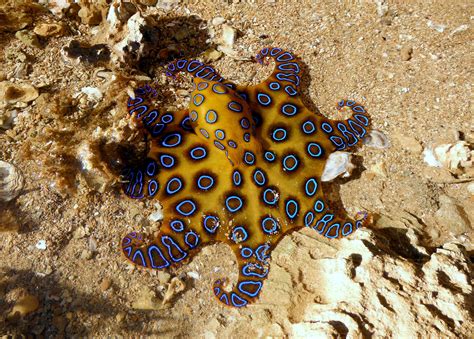 Blue Ringed Octopus Wallpapers Animal Hq Blue Ringed Octopus Pictures