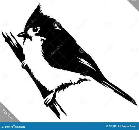 Ilustração Cardinal Do Vetor Do Pássaro Da Tração Preto E Branco Da