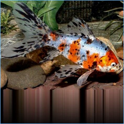 Shubunkin Goldfish Petes Aquariums And Fish