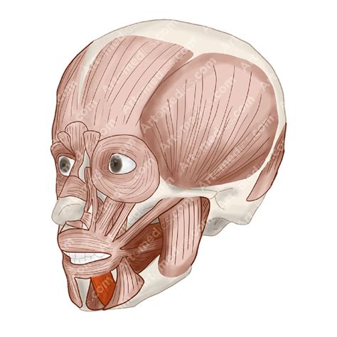 Depressor Labii Inferioris Muscle Pulling Down Your Lower Lip