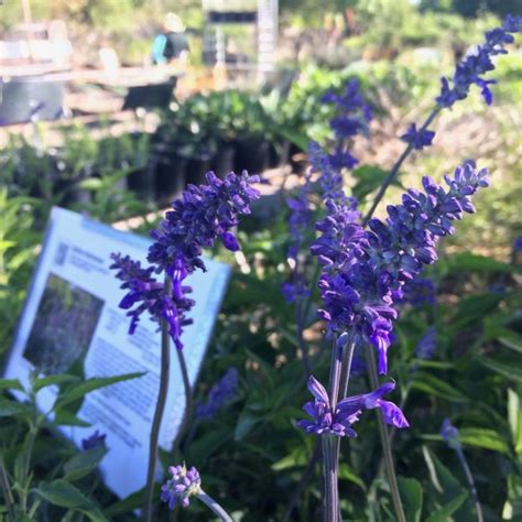 She is the perfect ambasador for springtime. Annual Spring Native Plant Sale at the Lady Bird Johnson ...