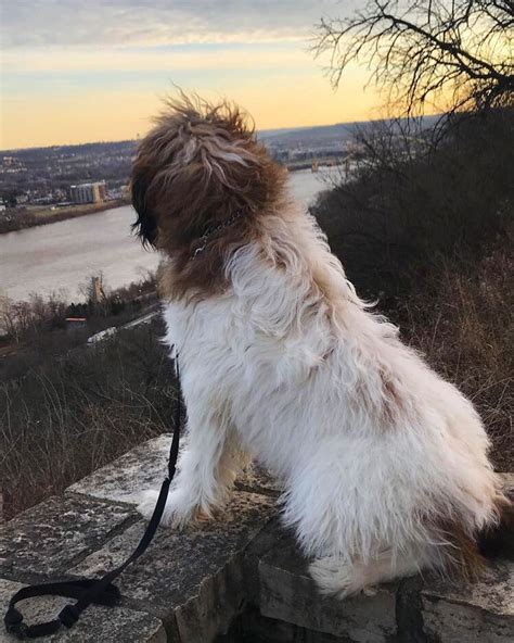They are good natured and fantastic with other pets. My st berdoodle overlooking the Ohio river. St bernadoodle ...