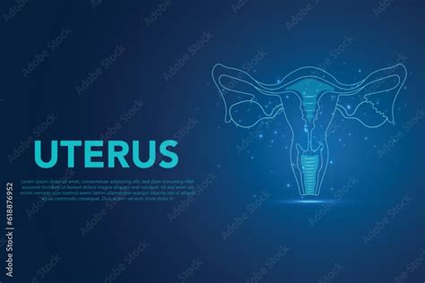 Human Organ Uterus And Ovaries Female Reproductive System Human Anatomy Female Reproductive