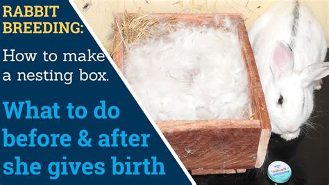 How To Make A Rabbit Nesting Box And What To Do Before After The