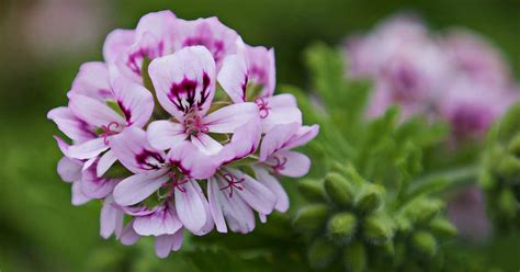 How To Propagate Scented Geraniums Gardening Sun