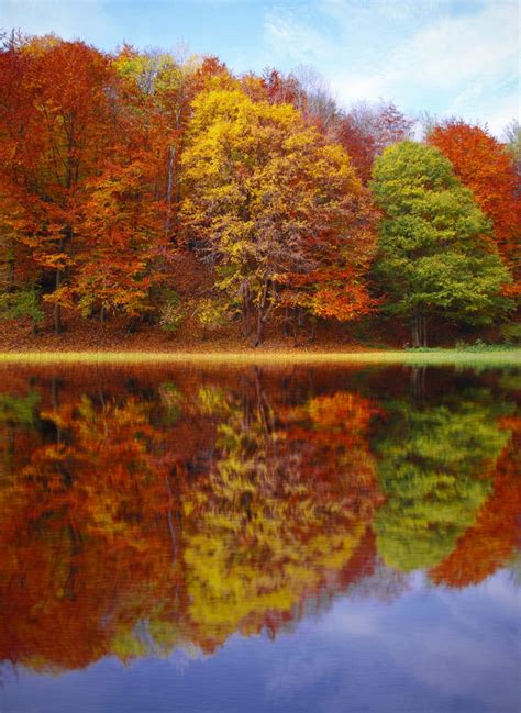 True Colors The Science Behind Fall Foliage Sweeneys Custom