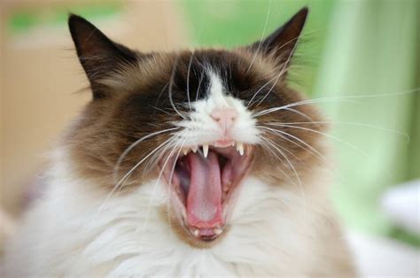 Why Do We Yawn And Why Is It Contagious Science Smithsonian