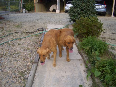 Popular retriever golden puppies of good quality and at affordable prices you can buy on aliexpress. Golden Retriever Puppies For Sale | Wake Forest, NC #176513