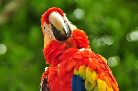 Fotos Gratis Pájaro Animal Rojo Pico Fauna Lorikeet Pájaro
