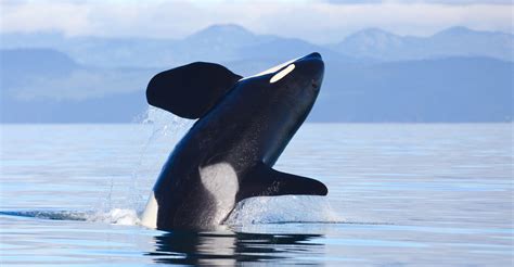 Wikie The Orca Becomes Worlds First Talking Killer Whale