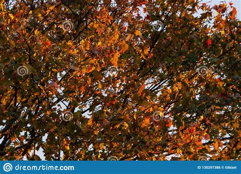 Golden Colors Of Autumn Foliage Stock Photo Image Of Natural Fall