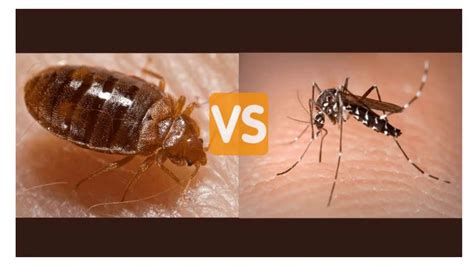 Bed Bug Bites Vs Mosquito Bites Treatment For Bedbug And Mosquito