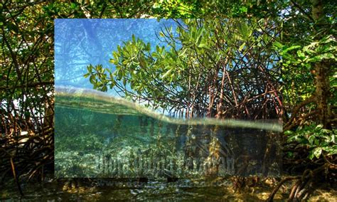 Ekosistem Hutan Mangrove dan Manfaat Bagi Kehidupan Biota Perairan