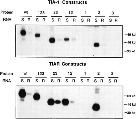 Individual Rna Recognition Motifs Of Tia 1 And Tiar Have Different Rna