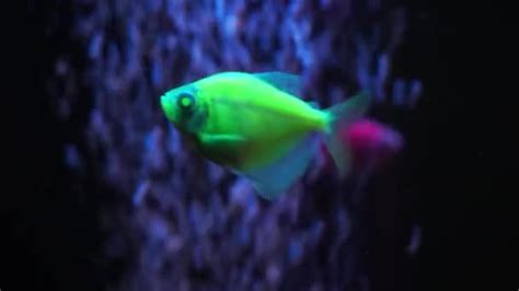 Green Neon Colorful Fluorescent Glofish Glowfish Gymnocorymbus Ternetzi