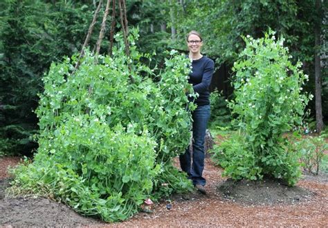 Mavis Garden Blog Replanting Zucchini Plants Again