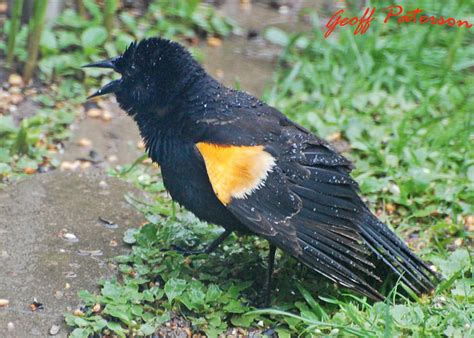 White speckled on black wings, yellow orange belly. Orange-Winged Blackbird II | Flickr - Photo Sharing!