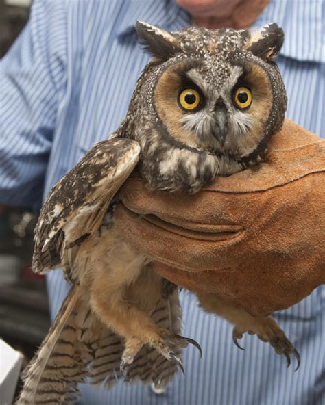 Ranking The 8 Most Adorable Species Of Owl