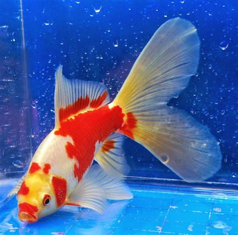 Oscar fish (astronotus ocellatus) adalah jenis ikan cichlid dan anggota keluarga cichlidae. Gambar Ikan Hias Yang Cantik - Renunganku