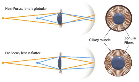 Top Ciliary Muscle Contracts Relaxing Zonula Fibers The Lens