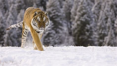 In Search Of The Elusive Siberian Tiger Natural World Safaris