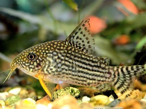 Corydoras Sterbai