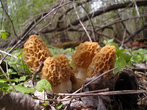 Mid Missouri Morels And Mushrooms
