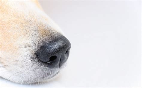 Nose Cancer In Dogs