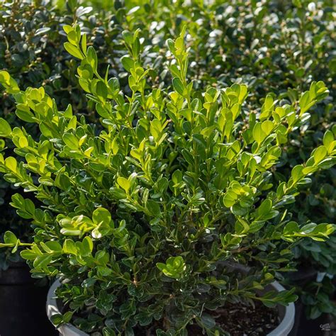 Japanese Boxwood Green Beauty — Green Acres Nursery And Supply
