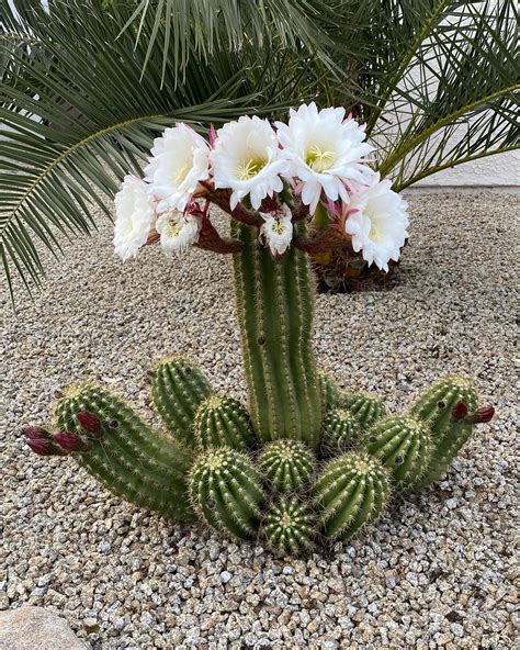 Cactus Bloemen Bloemen