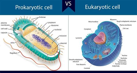 Diagram Of Prokaryotic And Eukaryotic Cells