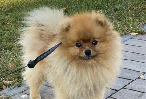 16 Amazing Facts About Pomeranians You Might Not Know Rpomeranian