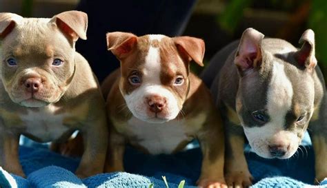 Incredible Lilac Chocolate Blue Black Tri Color American Bully Puppies Venomline Pocket