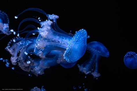 Download Wallpaper Jellyfish Jellyfish Underwater World Water Free