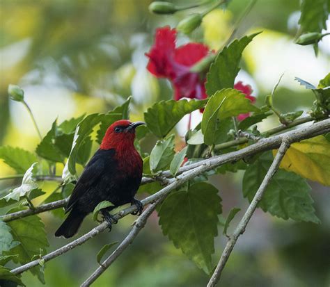 Cardinal Myzomela Samoa Ovenbird1 Flickr