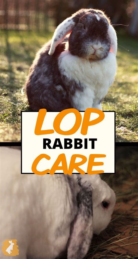 How To Care For Your Lop Eared Rabbit Artofit