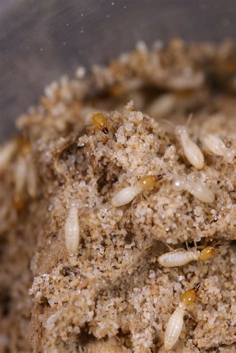 Termite control offering 5 year warranty on single family homes.10 year. Check out this picture from our Tiny Termite House project ...