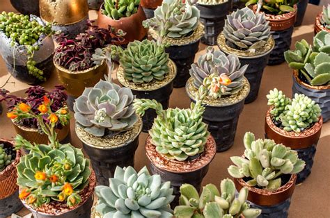 Free Stock Photo Of Collection Succulent Succulent Plants