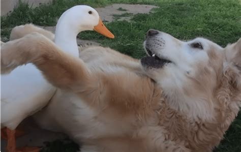 This Pooch And His Duck Friend Are Inseparable Hello Doggies