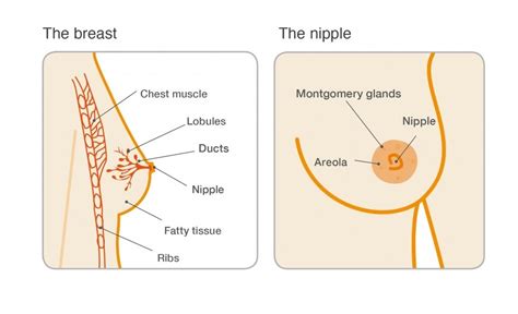 An individual who does not believe in gender binaries and feels they can be romantically and sexually attracted to anyone on the spectrum. Benign breast conditions: intraductal papilloma